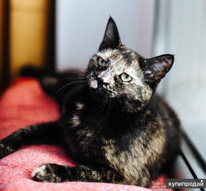 толстый кот тигрового окраса. порода кошек невская маскарадная. окрас спб. окрас спб.
