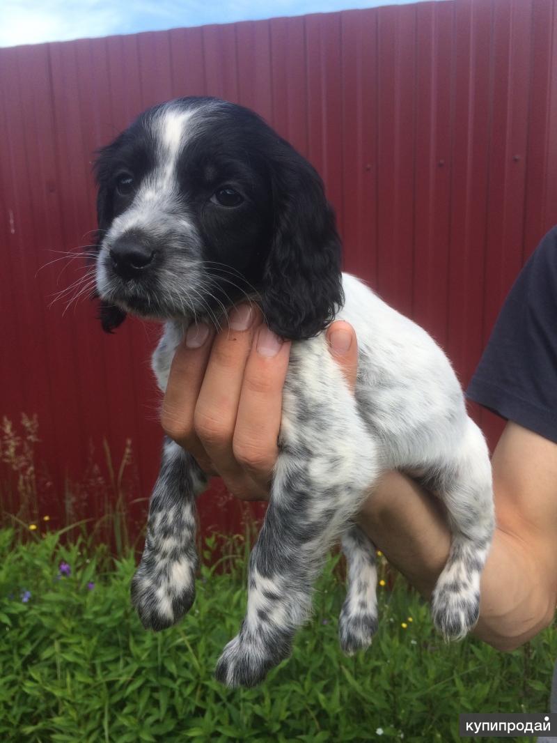 русский спаниель окрасы. русский спаниель окрасы. русский спаниель окрасы. русский охотничий спаниель пегий. кокер спаниель охотничий.