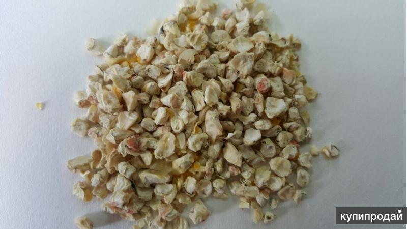 Зародыш кукурузы
