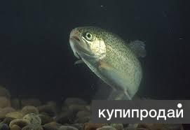 Зарыбление водоёмов