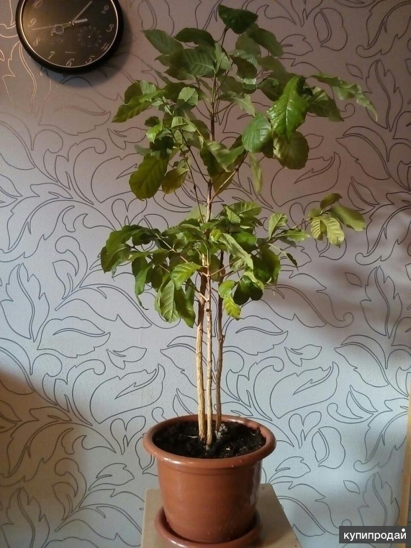 Кофе Комнатный Фото