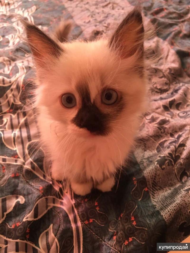 Котёнок с необычными способностями