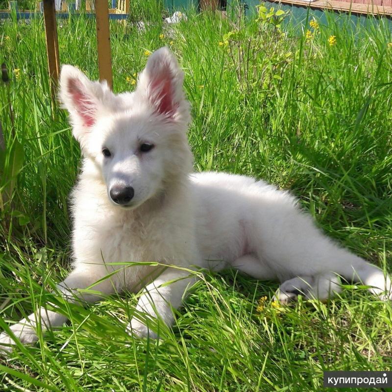 авито собаки башкирия