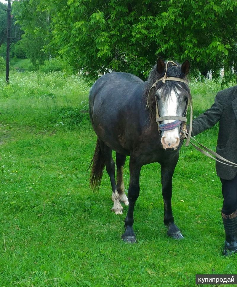 деревня бородино вязниковский район. авито животные в вязниках владимирской. авито животные в вязниках владимирской. делегатская д. полевая 36.