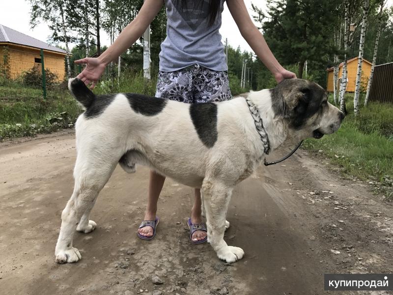 Алабай Без Купированных Ушей И Хвоста Фото