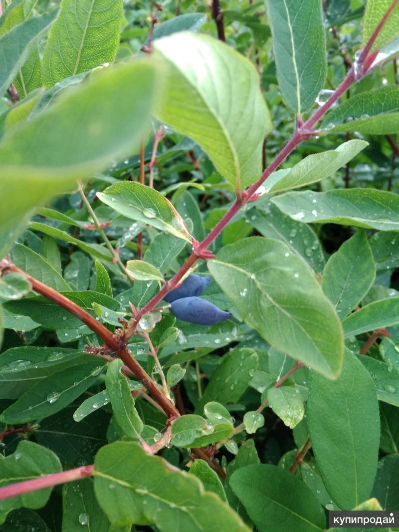 пятнышки на листьях плодовых. парша на листьях персика. слива алыча листья. листья плодовых. листья айвы.