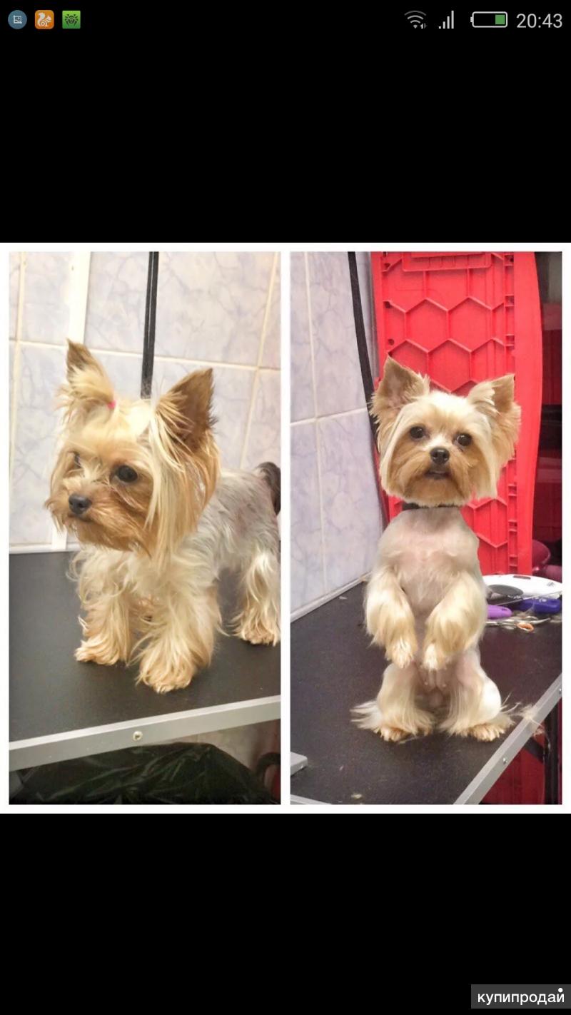 Подстричь йорка в домашних условиях машинкой