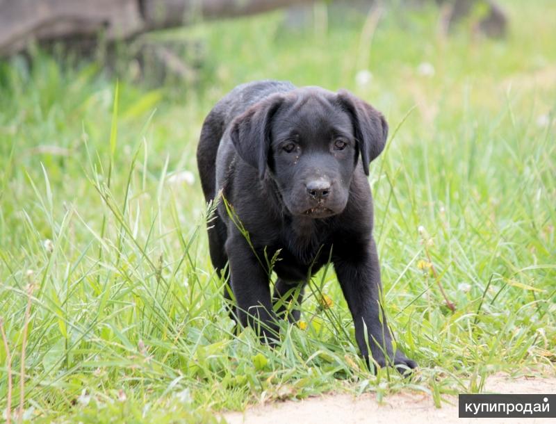 лабрадор ретривер черный. черный лабрадор 2 года. лабрадор черный взрослый девочка. чистокровный лабрадор черный. лабрадор черный взрослый.