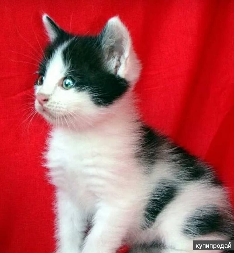 Черно белый котенок девочка. Белый котенок с черными пятнами. Котенок белый с пятнышками. Черный и белый котенок. Маленький белый котенок с черными пятнами.