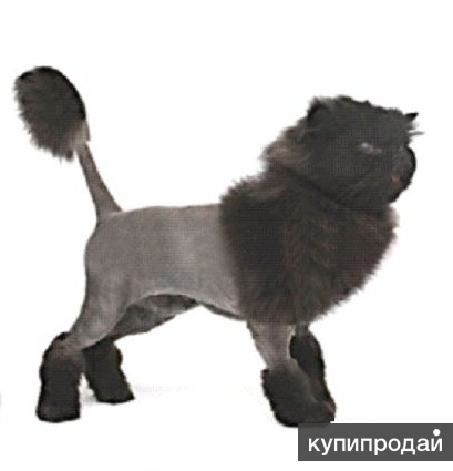 Безопасная стрижка кошек