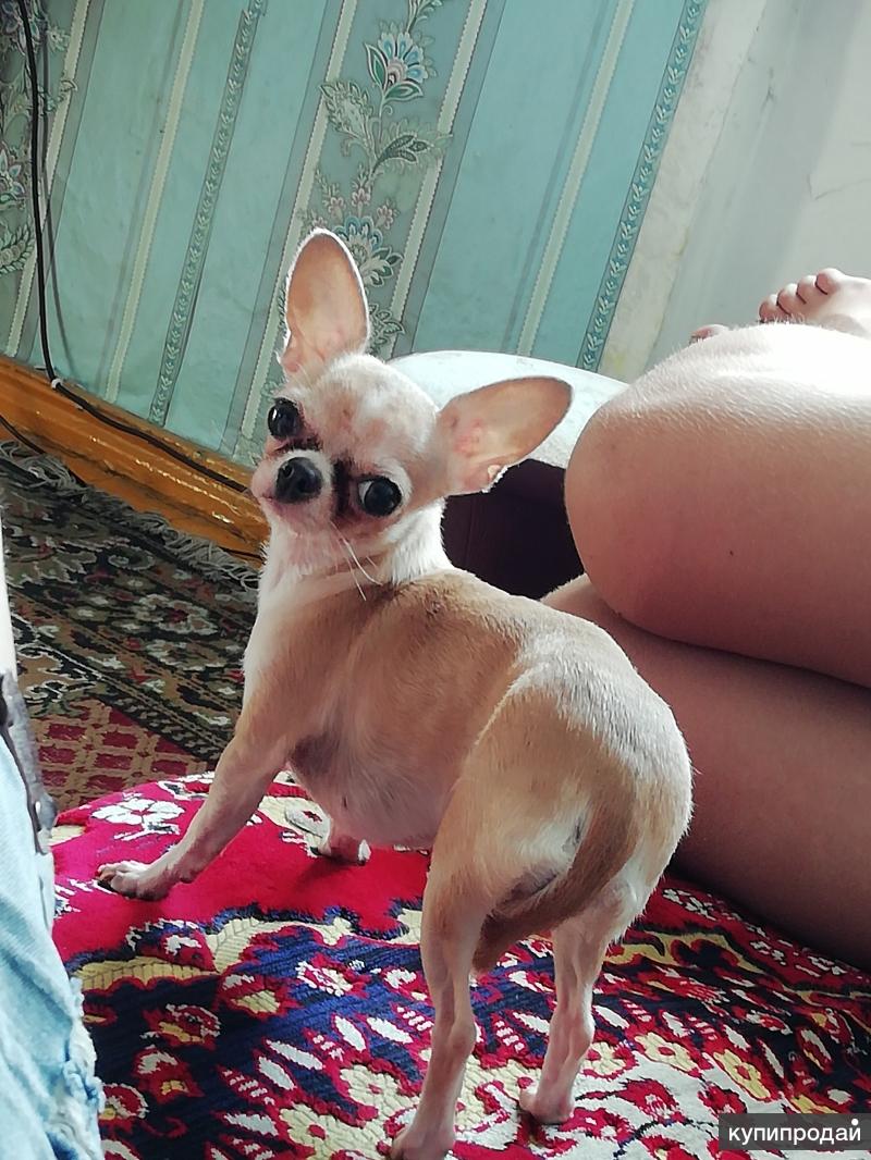 Чихуахуа иркутск. Чихуахуа иркутск. Белые собачки чихуахуа. Дюна 2 чихуахуа. Ветерия росс.