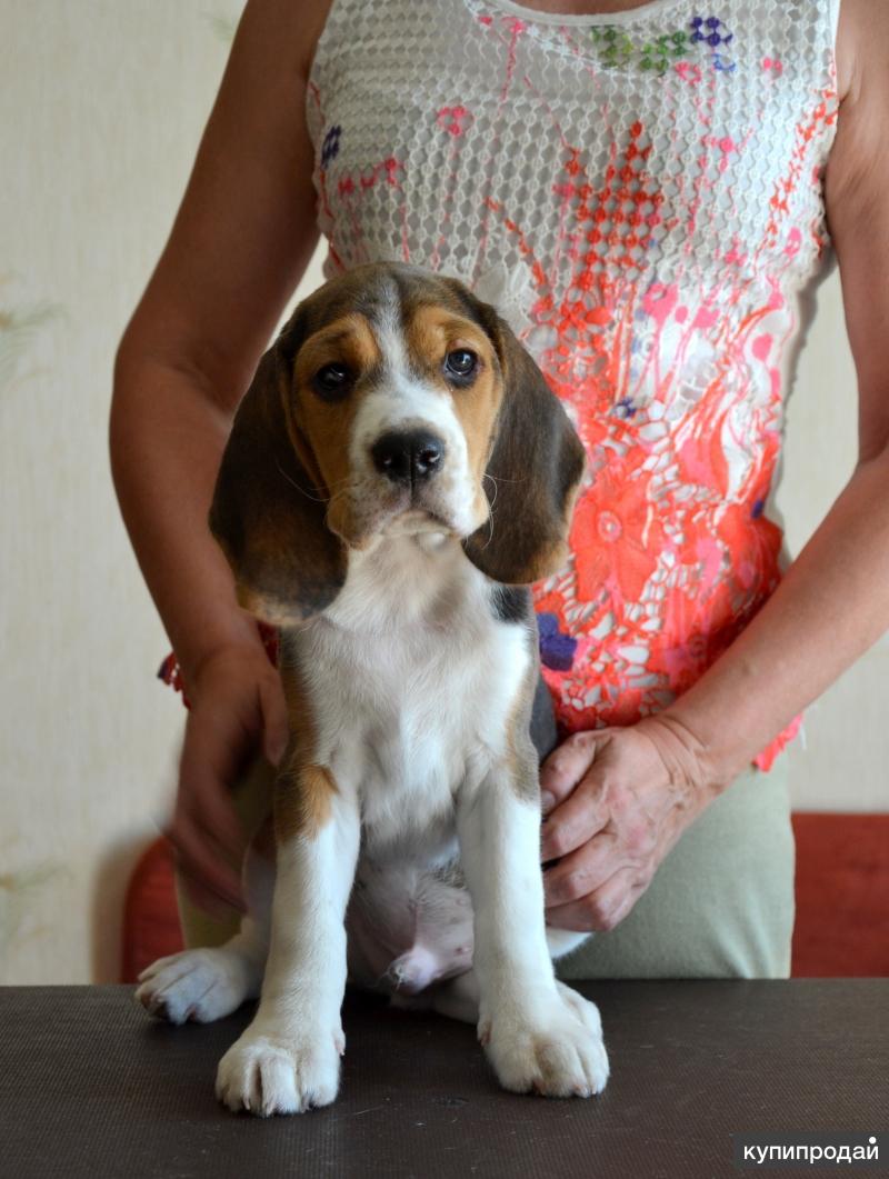 авито собаки вышний. авито собаки вышний. авито собаки вышний. тверской дом щенки. авито собаки вышний.