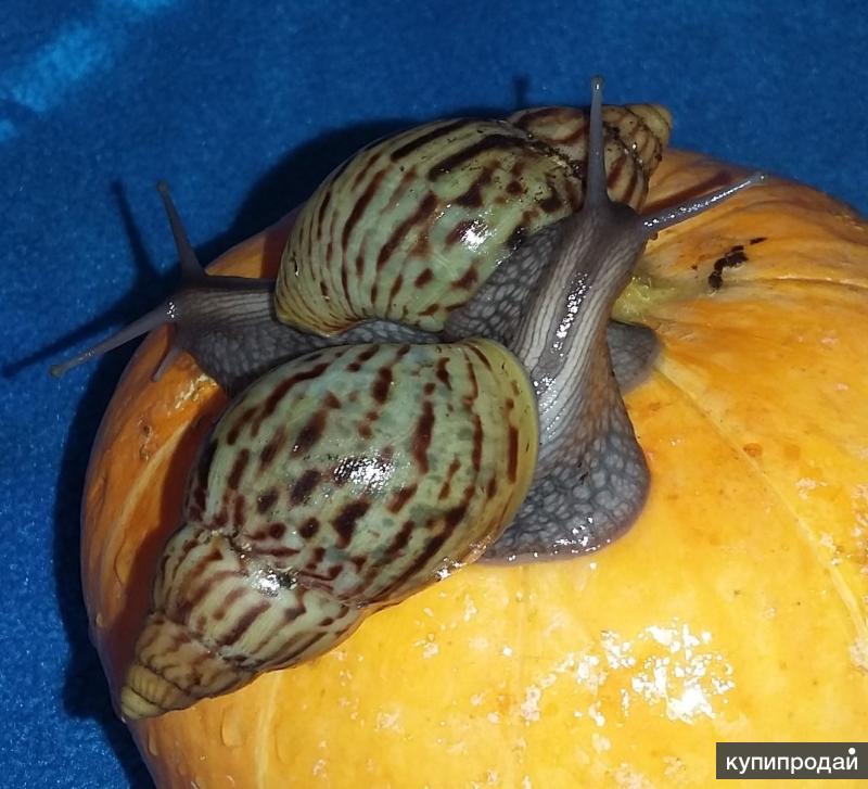 Улитки ахатины потомство. Ахатина иммакулята. Achatina craveni. Новорожденные ахатины ирадели. Ахатина кравени (achatina craveni).