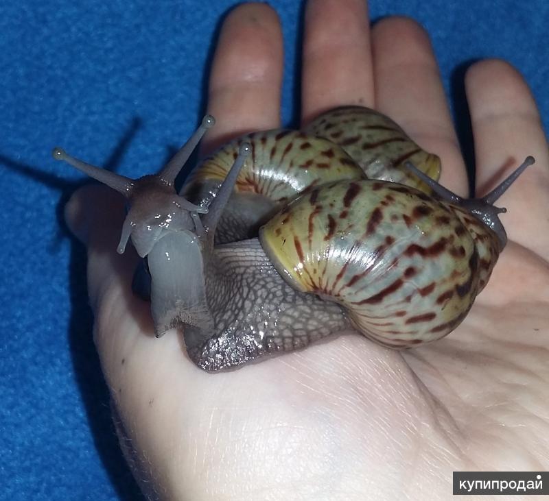Лужанка болотная. Живородящие улитки. Улитка ахатина кравени. Лужанка улитка. Живородящие улитки.