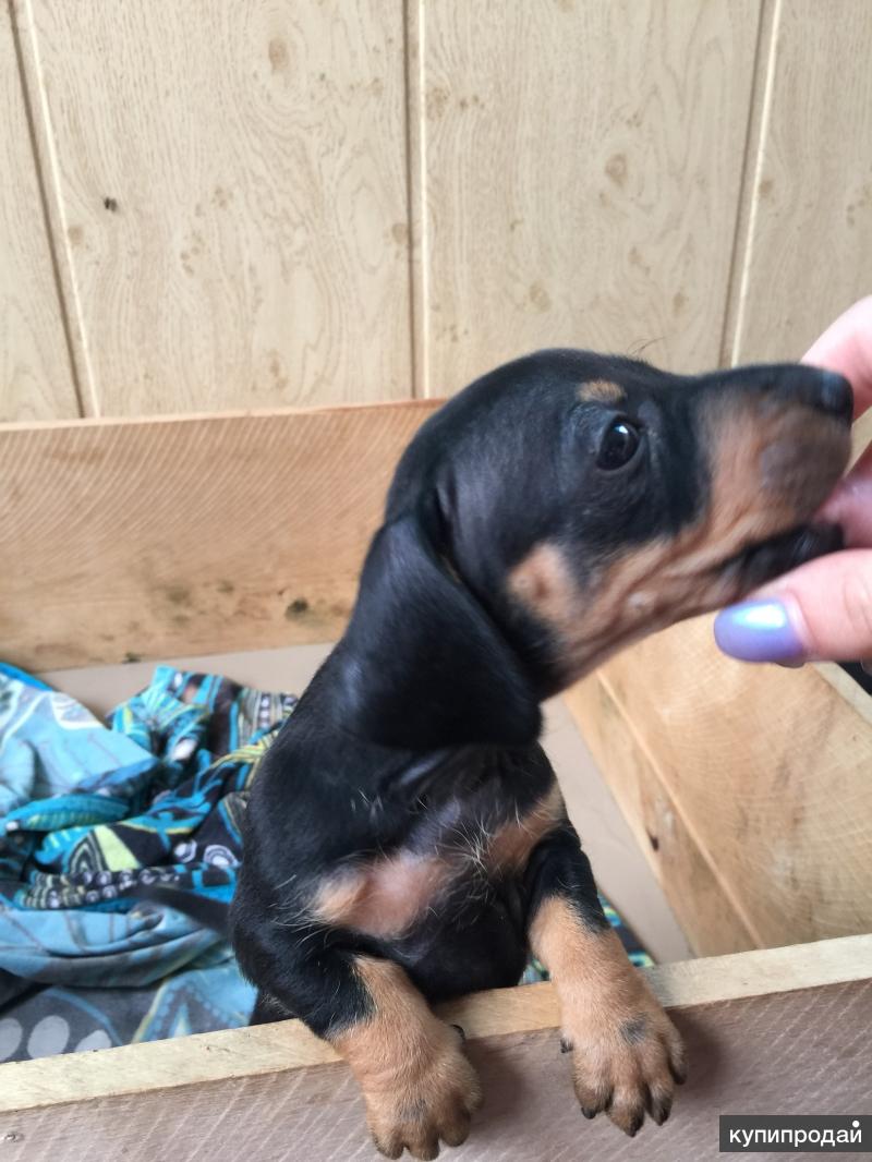 ветка ветеринарная клиника липецк. ветклиника такса. такса ветеринарная клиника липецк. лечебница такса липецк. волков роман ветврач липецк.