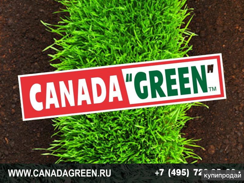 Канада грин газонная трава. Трава Канада Грин. Травосмесь Канада Грин. Семена газона Канада Грин.