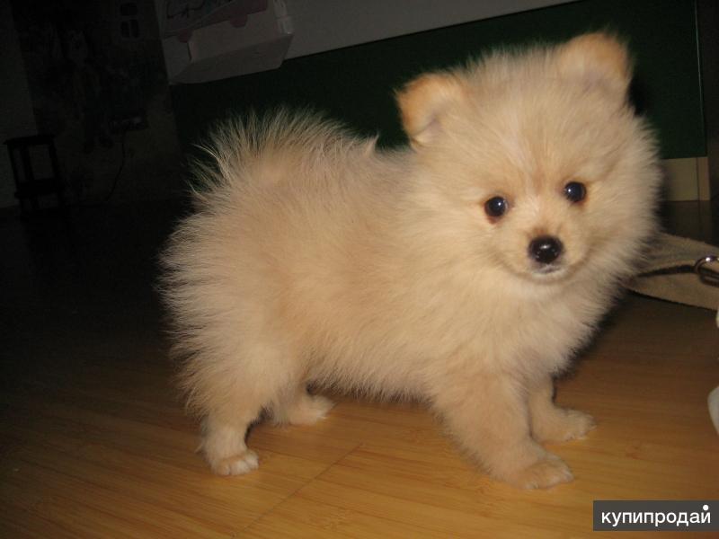 Купить Щенка В Екатеринбурге Недорого Без Документов