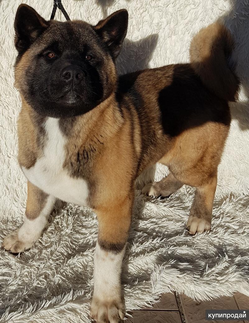 отловили домашнюю собаку куда обращаться. служба по отлову бездомных собак. собаки новотроицк. собаки новотроицк. бездомный щенок.