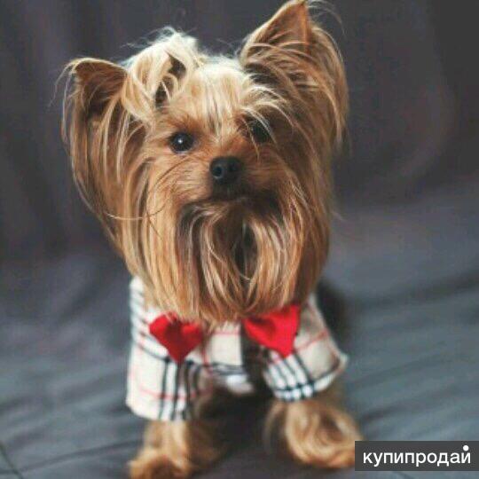 Йоркширский терьер породы собак. Мини терьер из англии. Йоркширский терьер стрижки. Йоркшир к йоркширский терьер. Ешкарский терьер мини серая.