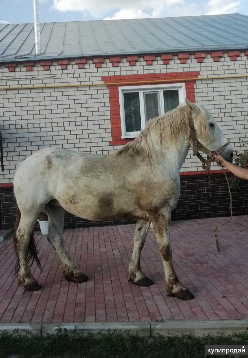 Продажа лошадей московской. Продажа коней. Продажа лошадей. Недорогие. Кони. Продаются лошади.