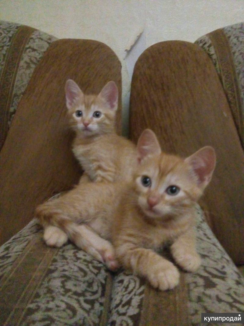 Котята в туле в добрые руки. Моя реклама котята тула. Британские котята юла. Тула котик. Сибирская кошка.