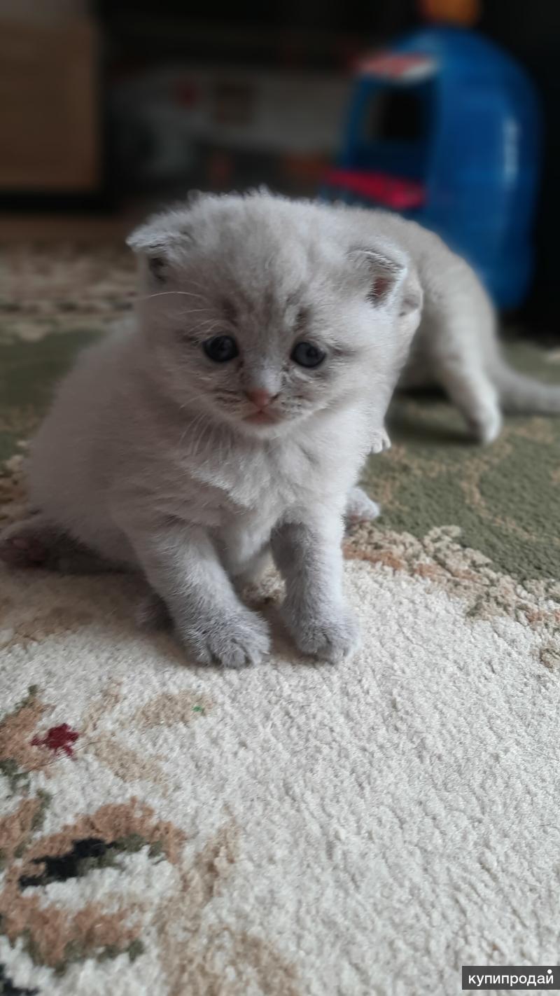 Куплю Котенка Недорого На Авито В Кузнецке