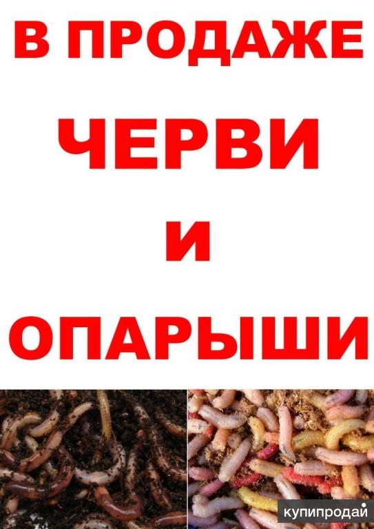 Продать Червей Магазину