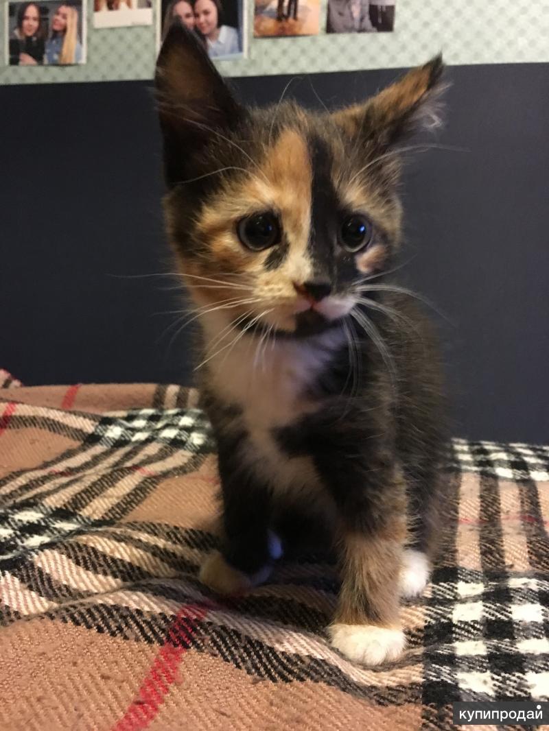 Трехцветная черепаховая кошка. Трёхцветный котёнок девочка. Имя для трехцветного котенка. Имя для трехцветного котенка. Имя для трехцветного котенка.