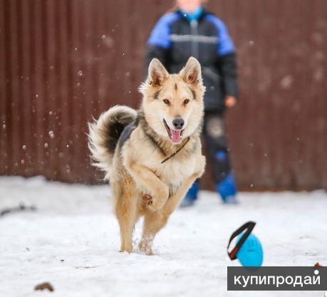 Самый добрый и красивый песик
