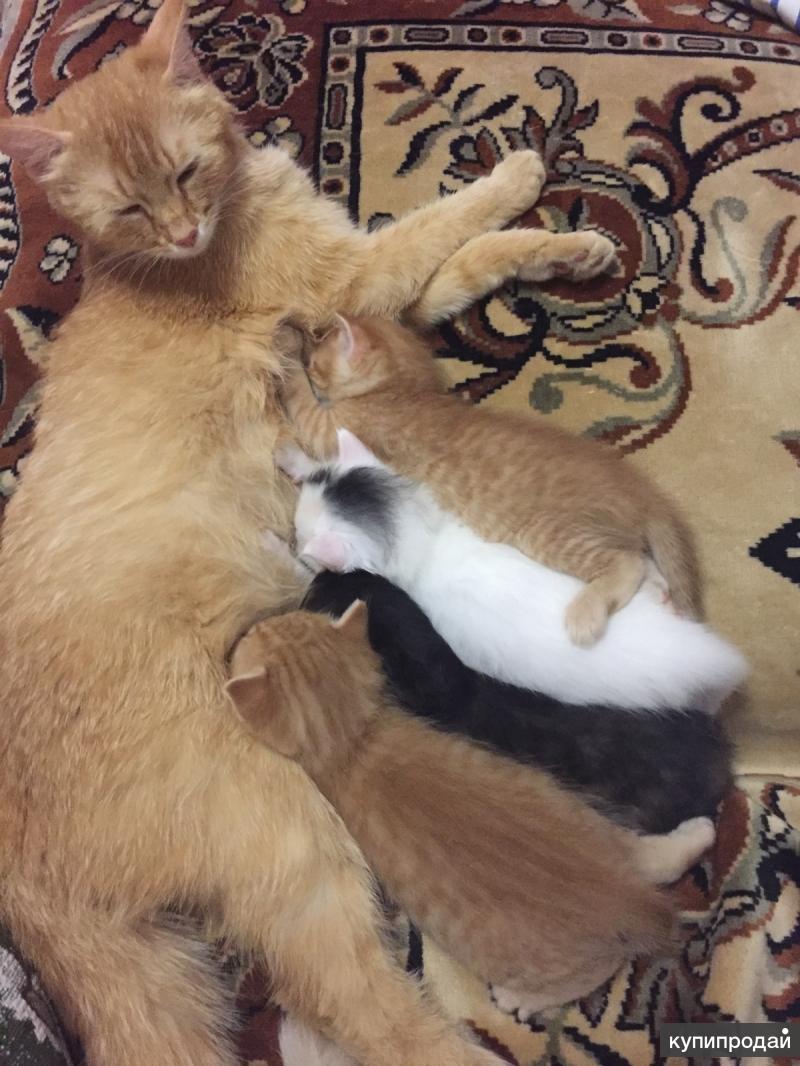 Котята в добрые руки