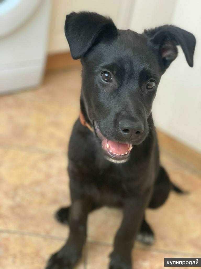 Лабрадор метис щенки. Метис лабрадора. Метис лабрадора. Щенок метис лабрадора 2 мес. Лабрадор метис щенки.