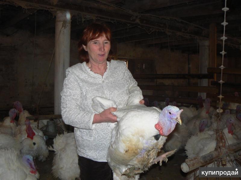 авито шадринск животные