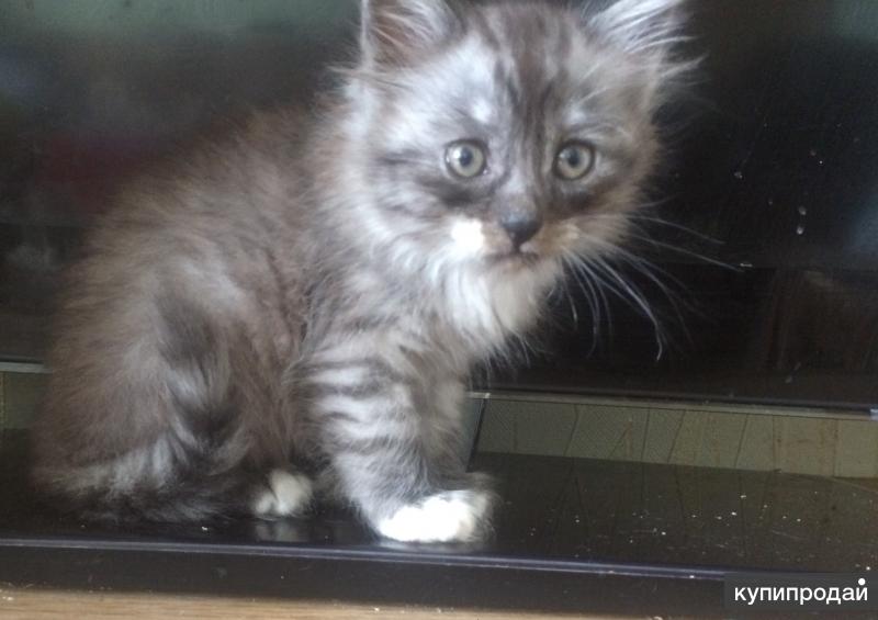 котята в добрые руки химки. найдена тайская кошка. найден коты в люблино москва. черный кот в переноске. кошки отдам в хорошие руки ря.