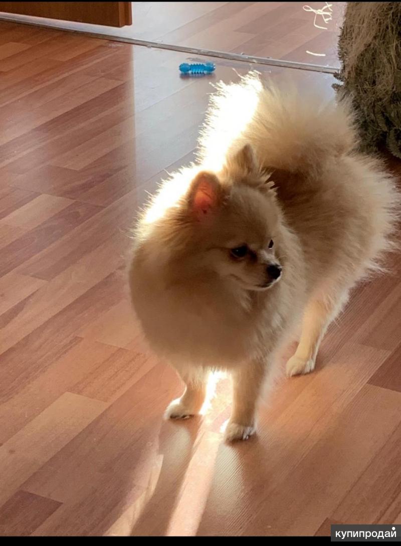 шпиц девочка