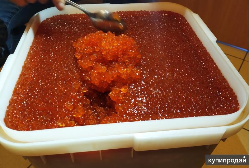 рыба сиг икра. икринки рыб. зернистая дальневосточная икра кета. икра кеты е3. икра красная кета, 1 кг.