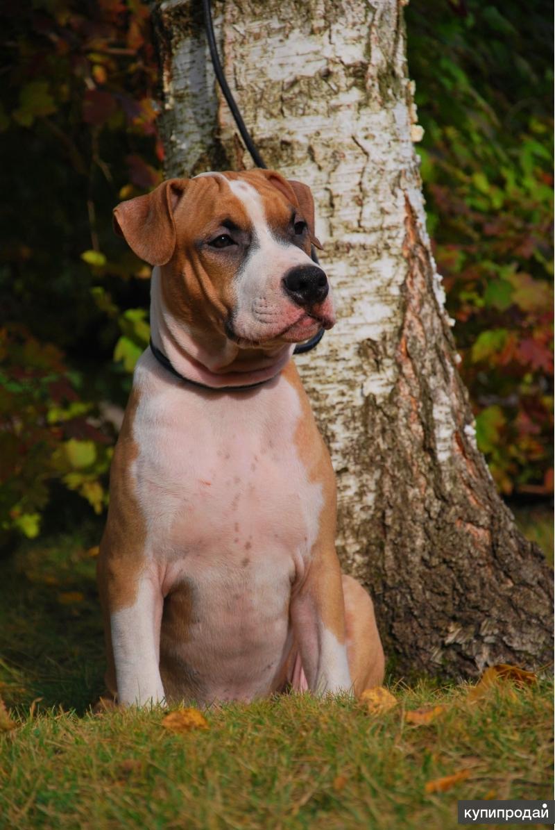 Амстафф щенок. Американский стаффордширский терьер щенок. Американский стаффордширский терьер. Щенки американского стаффордширского терьера питомник. Стаффордширский терьер кутята.