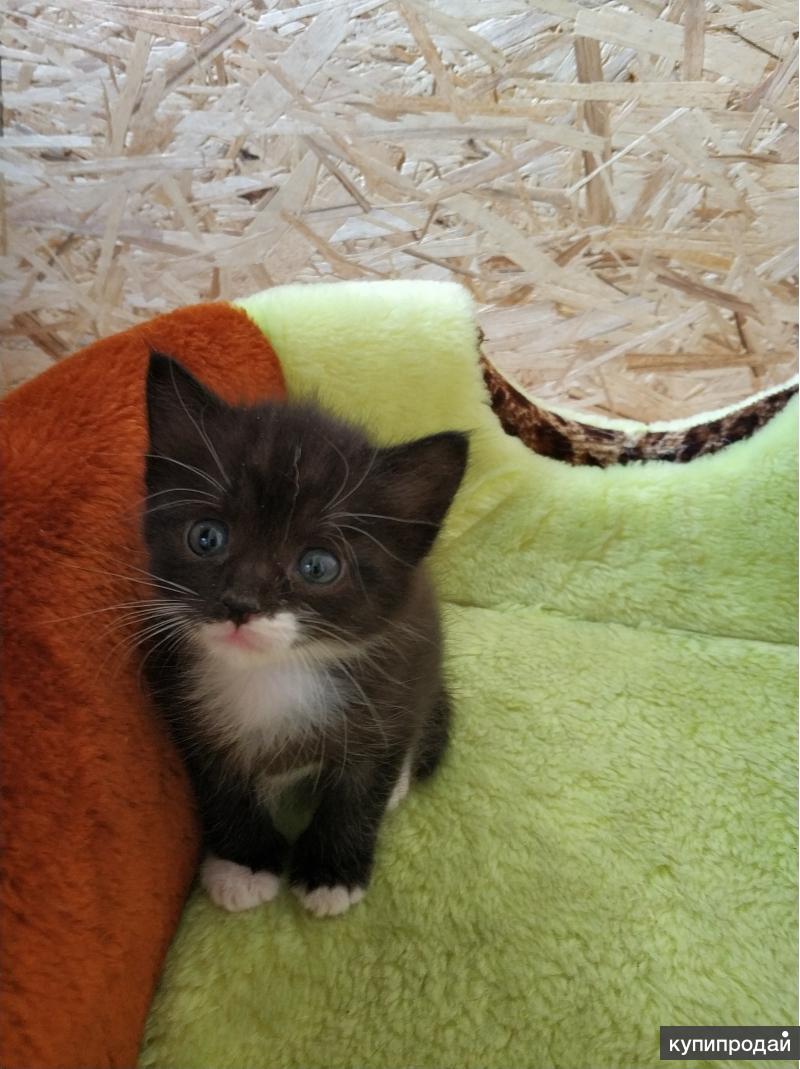 коты вологды. котикова вологда. котята вологда. кот метис невская маскарадная. авито вологда животные.