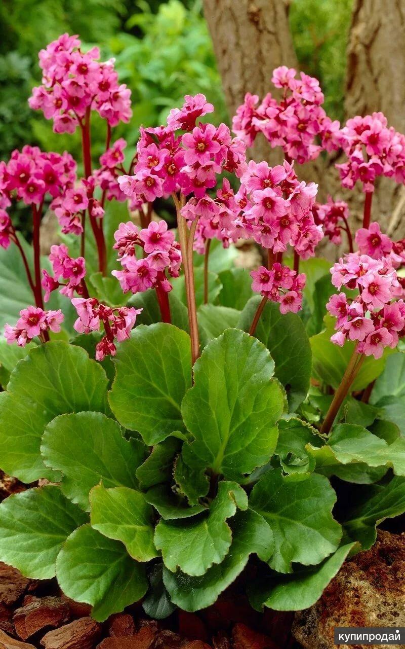 Растение бадан фото. Бадан Бергения. Бадан сердцелистный (Bergenia cordifolia). Бадан (Bergenia). Бадан rotblum.