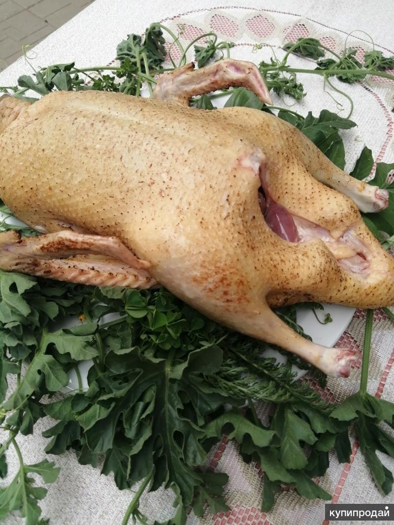 Мясо гуся. Утка домашняя тушка. Авито мясо утки. Тушка утки. Утка-гусь мулард.