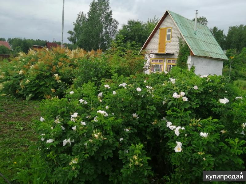 Куплю Дачу В Барнауле С Фото Свежие