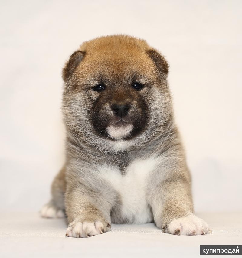 Купить Щенка В Екатеринбурге