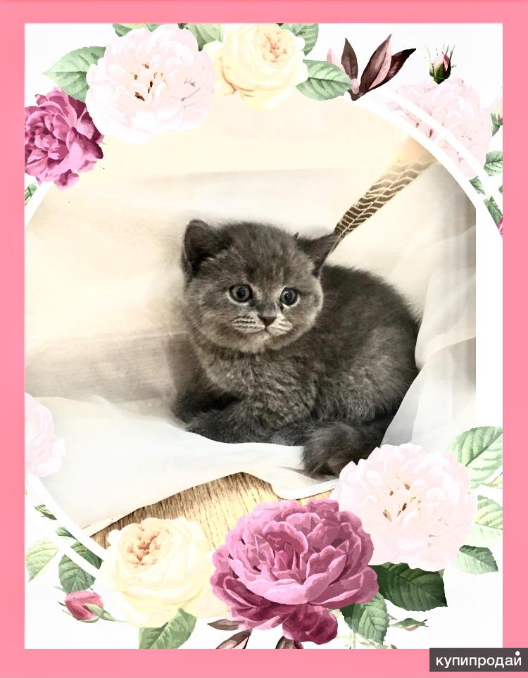Где Купить Котенка В Краснодаре
