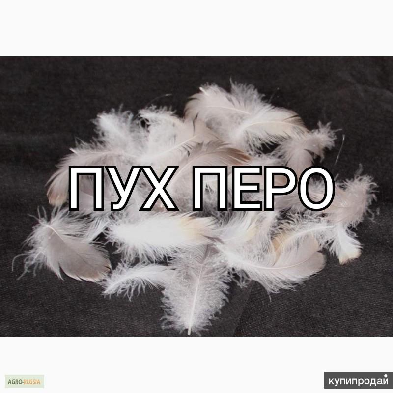 Куплю пух перо в Омске