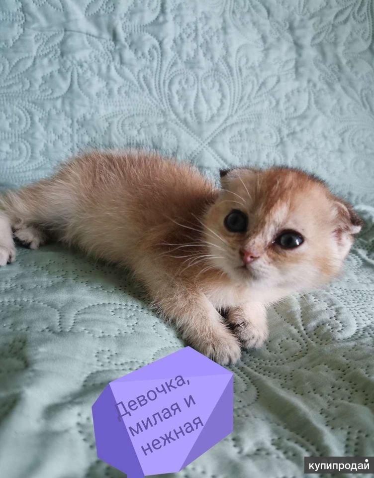 Шотландские Котята Купить В Тамбове