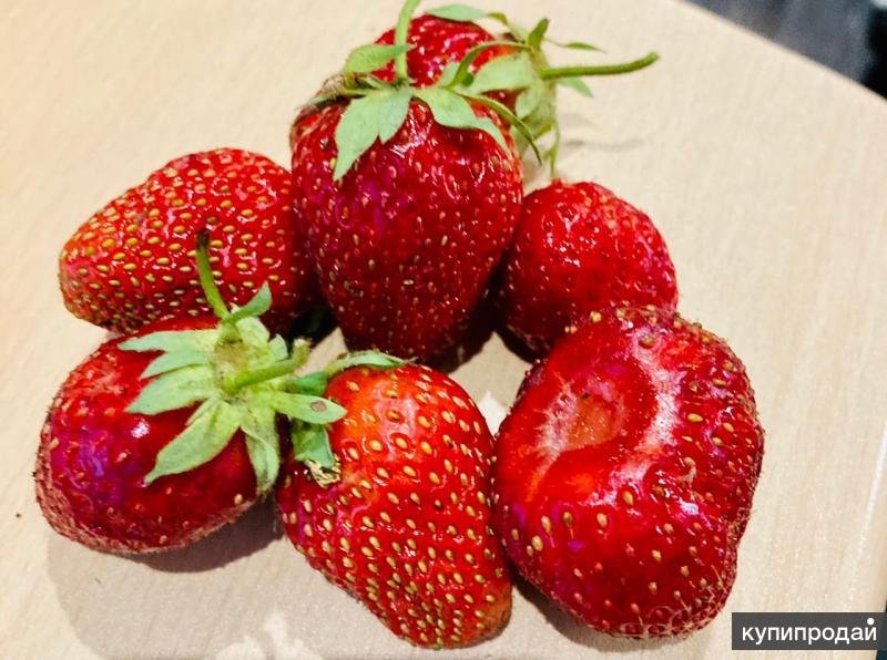 Купить Рассаду Клубники В Орле