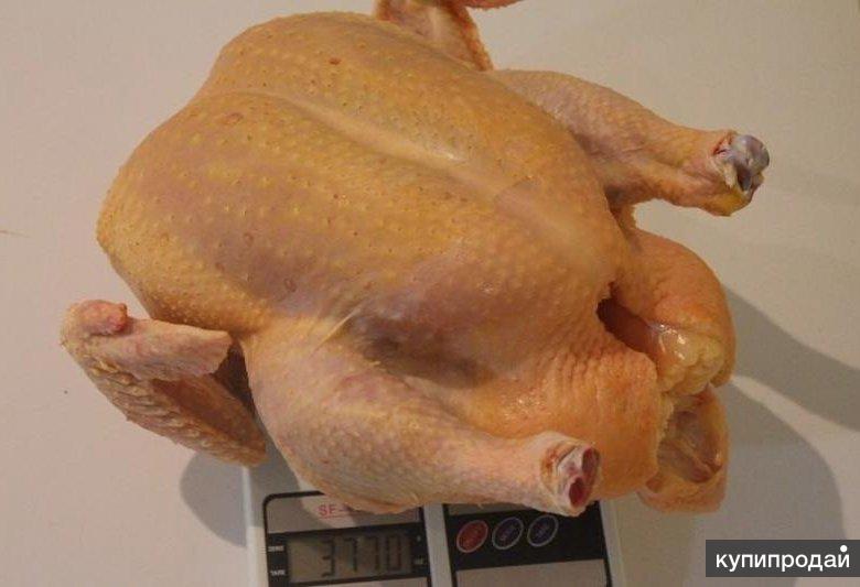 Какой вес имеет бройлерная курица и как его достичь?