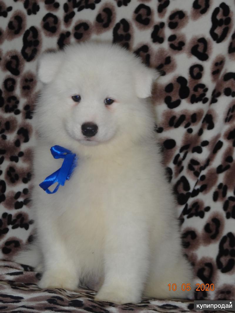 Самоед красноярск. Найден самоед. Древние самоеды. Самоед в стойке. Щенки в красноярске.