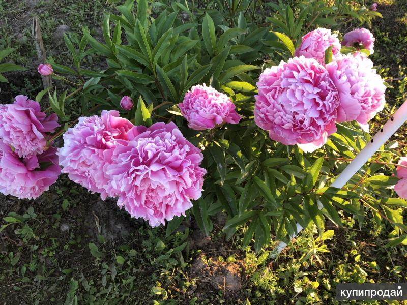 Пион эдулис суприм. Пион селебрейшен. Пионы розовые сорта названия. Пион кёнинг вильгельмина. Пион травянистый беллевиль.
