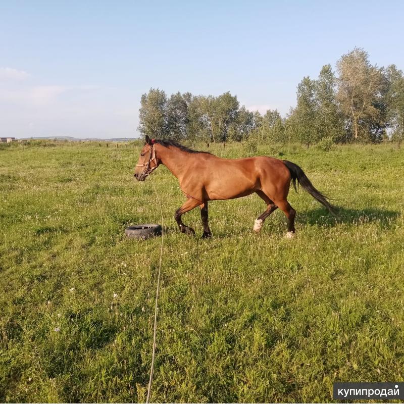 Продажа лошадей в новосибирской области недорого с фото