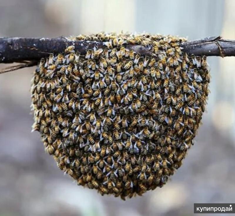 Роевые пчелы. Пчелиный Рой. Пчелиный Рой фото. Рой диких пчел. Пчелиный Рой осиный Рой.